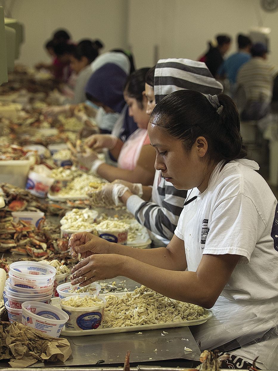 Processing crab meat in Cambridge, MD